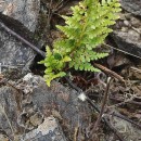 Asplenium adiantum-nigrum L. subsp. corunnense (Christ) Rivas Mart.Asplenium adiantum-nigrum L. subsp. corunnense (Christ) Rivas Mart.