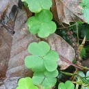 Oxalis acetosella L.Oxalis acetosella L.