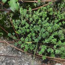 Sedum anglicum Huds.Sedum anglicum Huds.