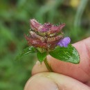 Prunella vulgaris L.Prunella vulgaris L.