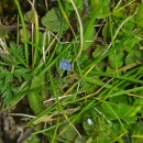 Veronica arvensis L.Veronica arvensis L.