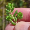 Sedum album L.Sedum album L.