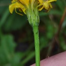 Hypochaeris radicata L.Hypochaeris radicata L.