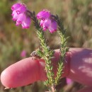Erica tetralix L.Erica tetralix L.