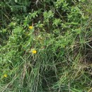 Calendula suffruticosa Vahl subsp.algarbiensis (Boiss.) NymanCalendula suffruticosa Vahl subsp.algarbiensis (Boiss.) Nyman