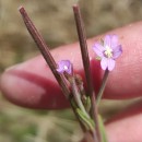 Epilobium tetragonum  L.Epilobium tetragonum  L.