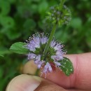 Mentha pulegium L.Mentha pulegium L.