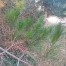 Pinus radiata D. DonPinus radiata D. Don