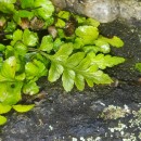Asplenium marinum L.Asplenium marinum L.