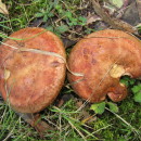 Paxillus sp. Fr. 1836Paxillus sp. Fr. 1836