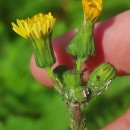 Sonchus oleraceus L.Sonchus oleraceus L.