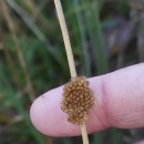 Juncus conglomeratus L.Juncus conglomeratus L.