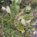 Opuntia monacantha (Willd.) Haw.Opuntia monacantha (Willd.) Haw.