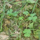 Oxalis corniculata L.Oxalis corniculata L.