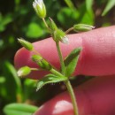 Cerastium holosteoides Fr.Cerastium holosteoides Fr.