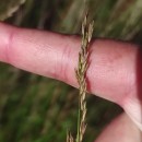 Molinia caerulea (L.) MoenchMolinia caerulea (L.) Moench