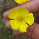 Ranunculus bupleuroides Brot.Ranunculus bupleuroides Brot.