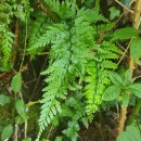 Asplenium onopteris L.Asplenium onopteris L.