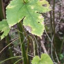 Humulus lupulus L.Humulus lupulus L.