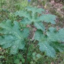 Heracleum sphondylium L. subsp. granatense (Boiss.) Briq.Heracleum sphondylium L. subsp. granatense (Boiss.) Briq.