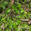 Hydrocotyle vulgaris L.Hydrocotyle vulgaris L.
