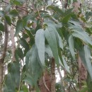 Eucalyptus obliqua L'Hér.Eucalyptus obliqua L'Hér.