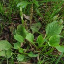 Plantago major  L.Plantago major  L.