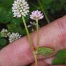 Persicaria capitata (Buch.-Ham. ex D.Don) H.GrossPersicaria capitata (Buch.-Ham. ex D.Don) H.Gross