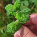 Mentha suaveolens Ehrh.Mentha suaveolens Ehrh.