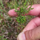 Calluna vulgaris (L.) HullCalluna vulgaris (L.) Hull