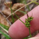 Carex caryophyllea Latourr.Carex caryophyllea Latourr.