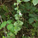 Clinopodium nepeta (L.) KuntzeClinopodium nepeta (L.) Kuntze