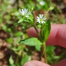 Stellaria media (L.) Vill.Stellaria media (L.) Vill.