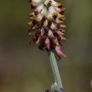 Platycapnos spicata (L.) Bernh.Platycapnos spicata (L.) Bernh.