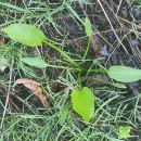 Alisma plantago-aquatica L.Alisma plantago-aquatica L.