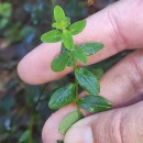 Hypericum pulchrum L.Hypericum pulchrum L.