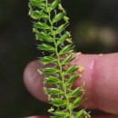 Cynosurus cristatus L.Cynosurus cristatus L.