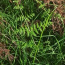 Pteridium aquilinum (L.) KuhnPteridium aquilinum (L.) Kuhn