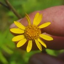Jacobaea aquatica (Hill) G.Gaertn., B.Mey. & Scherb.Jacobaea aquatica (Hill) G.Gaertn., B.Mey. & Scherb.