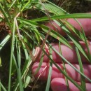 Armeria duriaei Boiss.Armeria duriaei Boiss.