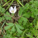 Anemone nemorosa L.Anemone nemorosa L.
