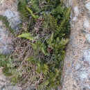 Asplenium marinum L.Asplenium marinum L.