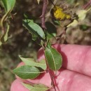 Pyrus cordata Desv.Pyrus cordata Desv.