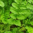 Erodium moschatum (L.) L’Her.Erodium moschatum (L.) L’Her.