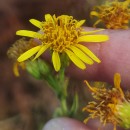 Dittrichia viscosa ( L.) W.GreuterDittrichia viscosa ( L.) W.Greuter