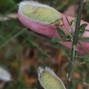 Cytisus striatus (Hill.) Rothm.Cytisus striatus (Hill.) Rothm.