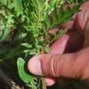Lycopus europaeus L.Lycopus europaeus L.