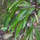 Struthiopteris spicant (L.) WeissStruthiopteris spicant (L.) Weiss