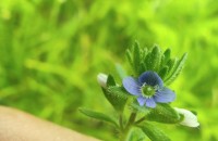 Veronica verna L.Veronica verna L.