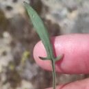 Rumex acetosella  L.Rumex acetosella  L.